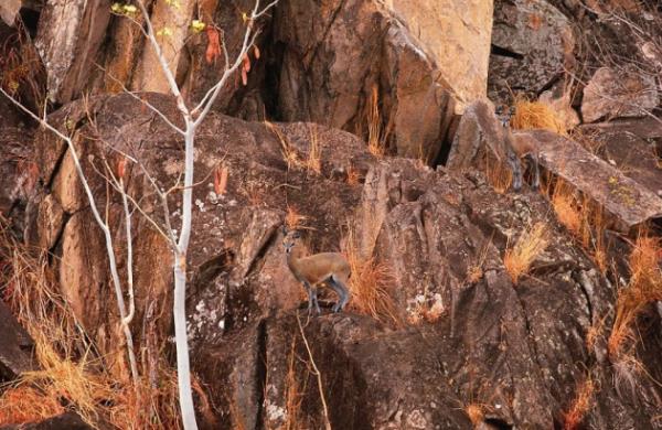 Botswana'da kayalklar zerinde duran geyik.