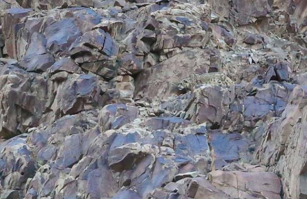 Da keilerini avlamak iin pusuya yatan leopar grntlemek fotoraf Adam Riley hi kolay olmam..