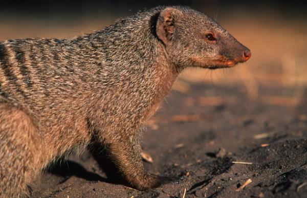 Daha sonra bu yaratk konumaya karar vermi ve kendini Gef olarak tanntm, o bir firavun faresiymi. Sylediine gre 1852 ylnda Yeni Delphi'de dnyaya gelmi.