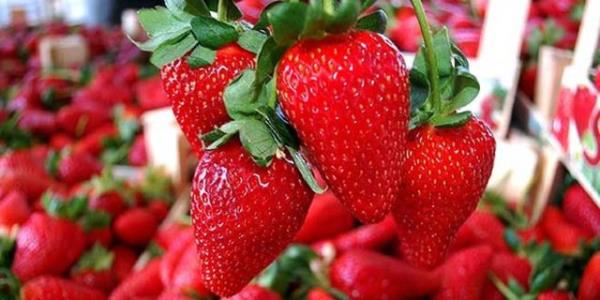 <b>Her ey mevsiminde gzel, mevsiminde salkl! te bu ay tam mevsimi olan sebze-meyveler...</b>  <p>ilek</p>