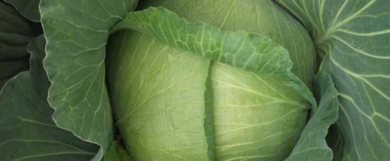 Astma faydaldr. Barsak kanserine kar etkili. Lahana kanser hcrelerinin remesini engelleyen kimyasal bir madde (isotiocyanates) ieriyor. ABD'de yaplan bir aratrmaya gre, haftada bir gn lahana yiyenlerin barsak kanseri olma riskleri te iki orannda azalyor.