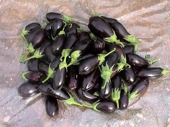 <b>PATLICAN:</b> Kanszl giderir. Karacier ve pankreasn dzenli almasn salar. Kilo vermeye yardmc olur. Bbrek yanmalar ve arlarn keser. Sinirleri yattrr. Kalp arpntlarn giderir. Cilt hastalklar, eker, mide, barsak ve karacier hastalklar ar derecede olanlar yememelidir.