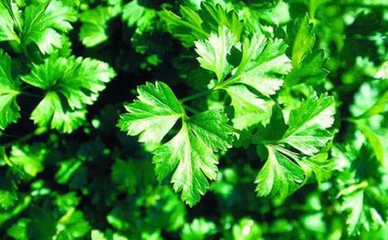 <b>MAYDANOZ:</b> Salata ve yemeklerin ss maydanozun neredeyse deva olmad dert yok gibi.. A ve C vitamini ile demir, kkrt, fosfos ve mangan elementleri deposu olan maydanoz sindirimi kolaylatryor, bbrek talarn dryor, grme gcn ve anne stn artryor.