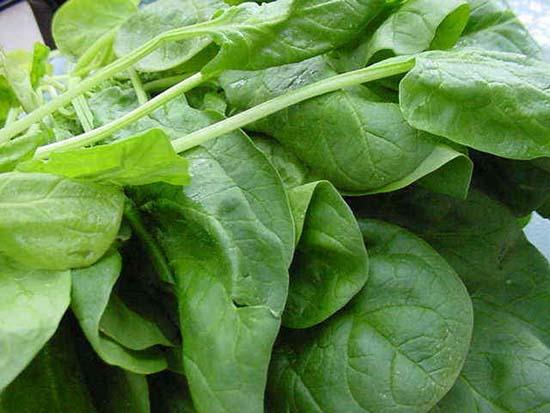 <b>ISPANAK:</b> Kalp hastalklarna, felce, yksek tansiyona, yalln getirdii gz hastalklarna, kansere, hatta psiik rahatszlklara kar da etkili bir sebze. Gz hastalklarna ve derideki lekelenmelere kar etkili.