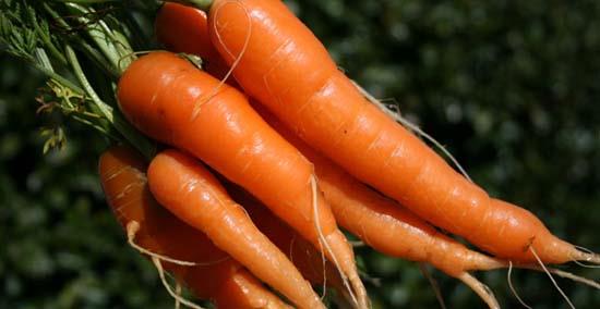 Her gn yenen bir havu da akcier kanseri tehlikesini yarya indiriyor. Havutaki Beta-Karotin de gzleri yalln getirdii grme zayflndan koruyor ve baklk sistemini kuvvetlendiriyor.