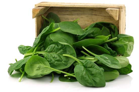 Ispanak ierdii iki kimyasal madde sayesinde grme bozukluklarna kar etkili. Haftada 6 kez spanak yiyenlerin yzde 86 orannda yan ilerlemesiyle birlikte ortaya kan derideki lekelenmeler gibi bir sorunlarnn olmayacan gsteriyor. Ayrca yala birlikte ortaya kan gz hastalklarna kar da etkili. Bir porsiyon spanak, gnlk demir ihtiyacmzn onda birini karlyor.