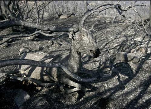 Dnya'dan ilgin kareler