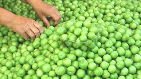 Kanszlkta etkilidir.