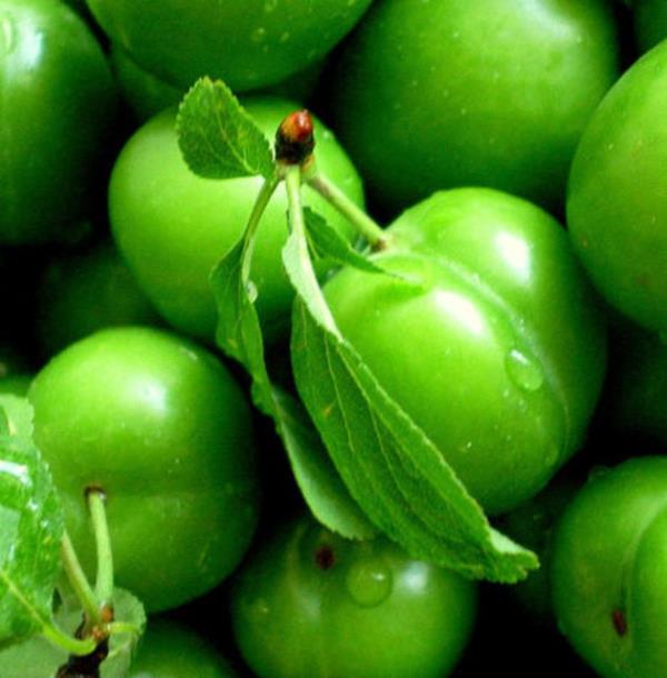 Az sal iin, zellikle di etlerinin glenmesinde fayda salar.