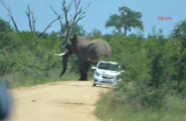 Dii aracn yan kapsna takl halde ban sallayan dev hayvan koca cipi bir hamlede ters evirdikten sonra hibir ey olmam gibi olay yerinden uzaklat.
