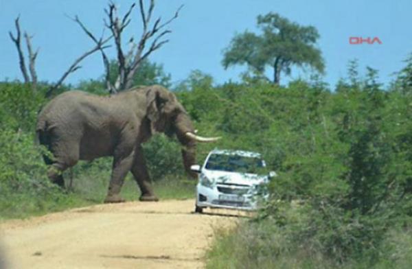 ngiliz turistler Chris Hare ile nianls Helen Jennings?in Kruger parknda ciple safari maceras gzel balad.