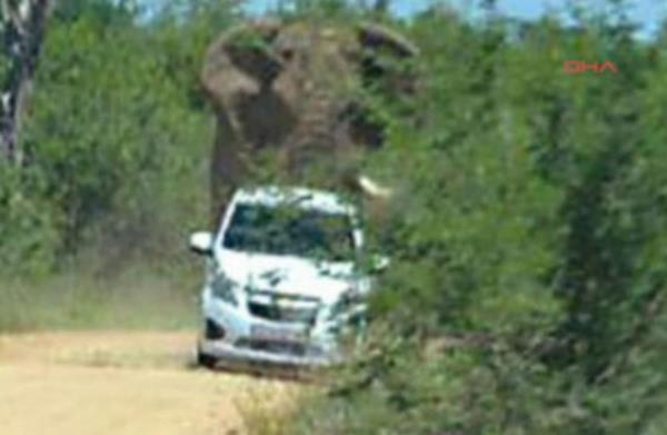 Ancak bir sre sonra uzun bitkilerin arasndan kan fkeli bir fil nce, iftin beyaz aracna doru aniden hamle yaparak uzun dilerinden birini cipin yan tarafna geirdi.