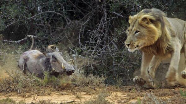 Bu foto�raflar G�ney Afrika'da Dr Trix Jonker taraf�ndan �ekildi...