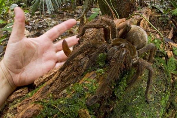 <p><b>Ku yiyen dev tarantula </b></p>  Gney Afrika'nn yamur ormanlarnda yaayan bu rmcek 30 cm'e kadar byyebiliyor. rmcek o kadar byk ki ad gibi ku yiyerek besleniyor.nsanlar iin ac, bulant ve kusmaya neden olabilir ama ldrmez.