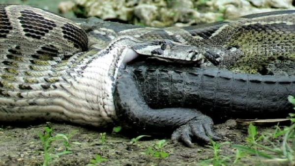 Bununla birlikte bilim adamlar Kolombiya ormannda Titanoboa adn verdikleri bir ylan fosili buldular ve bu ylan 12 metre boyundayd.