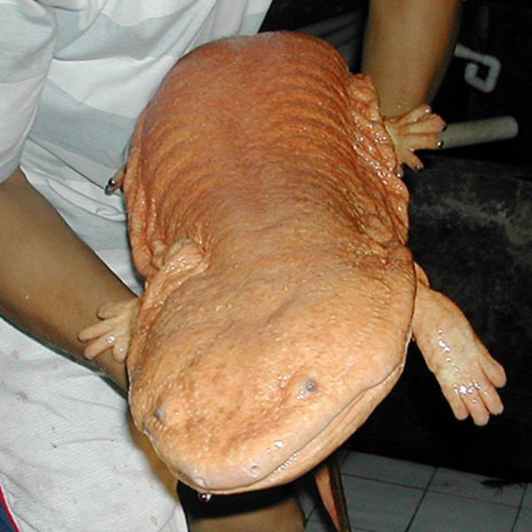 Gnmzde bu boyutlara nadiren ulasalar da yine de boylar 1.15 metre ve civarnda seyrediyor. Bu tr de yanl ve fazla ekin bime ve doal ortamnn tahrip edilmesi sebebiyle nesli tkenme tehlikesiyle kar karya.