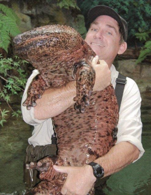 <p><b>Dev in semenderi </b></p>  Dev in semenderi yeryzndeki yaayan en byk amfibi hayvan.