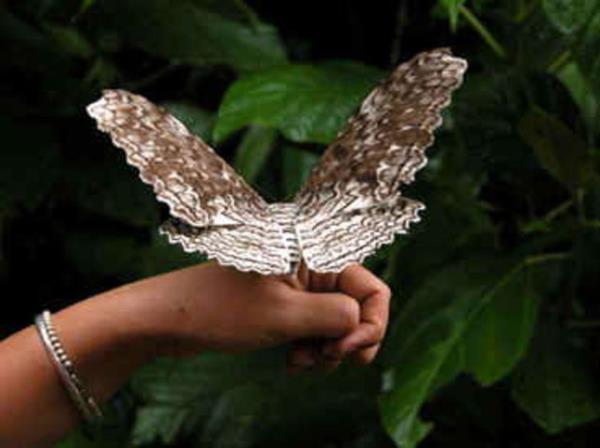 Maalesef bu trn nesli, insanlarn yaam alan geniledii iin tkenmek zere.