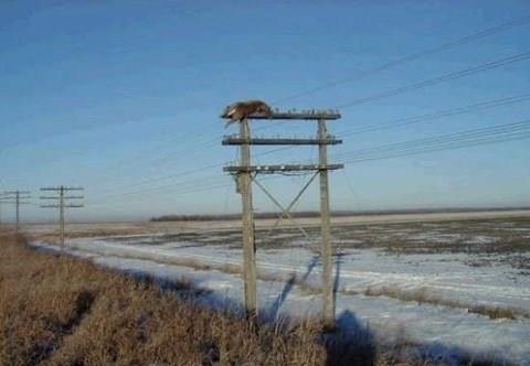 Bu fotorafla ilgili birka hikaye var: Birincisi geyie bir trenin arpt ve geyii direin tepesine frlad, dieri de evredeki birka muzip insann byle birey yapm olduu&#133;