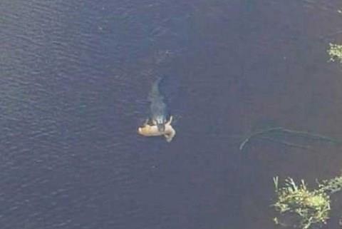 Gney Georgia'da nadir de olsa insanlar timsah gryorlard, fakat timsahn yemek iin geyik tad pek grlm bir ey deildi.