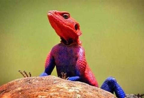 Agamidae familyasndan Agama Mwanzae cinsi bu kertenkele Tanzanya, Kenya ve Ruanda'da yayor. 2009 ylnda ekilen bu fotoraftaki kertenkele, rmcek adam karakterine benzemesiyle o kadar popler oldu ki; bu tr insanlarn evlerinde besledikleri birer evcil hayvan haline geldi.