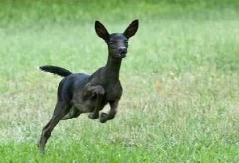 Melanizm, hayvanlarn ar lde siyah pigmentlenmesine denilir. Yksek melaninli bir hayvan, kendi trnn yaygn renginin aksine tamamen siyah renkte olur ve bu bakmdan en nl hayvan kara panterdir.