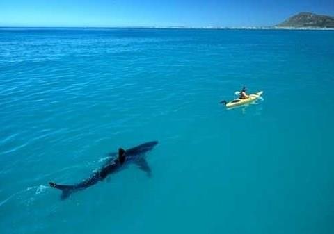 Byk beyaz kpek balklarn inceleyen bir aratrmac, bu fotorafa yle bir yaz yazd: '4 metrelik kanoda, 4 metrelik byk beyaz' beklemek..'' Aslnda daha nce bo kanoyla testler yaplp, byk beyazn tepkileri gzlemlenmi ve hibir agresif tavr sergilememesi zerine bu fotoraf ekilmiti