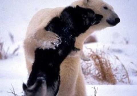 Bu fotorafta kutup ays Sibirya kurtlaryla oynuyor. lk bata kutup aysnn saldracan dnen Rosing, kutup aysnn tekrar Sibirya kurtlarn ziyarete geldiini sylyor.