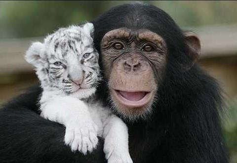 Anjana isimli maymun, Gney Carolina'da nesli tehlikedeki hayvan trlerinin bulunduu Tgers isimli bir enstitde yayor.Anjana ok kk yalardan itibaren hayvanat bahesindeki grevliye, yavru hayvanlara bakarken yardm ediyor.