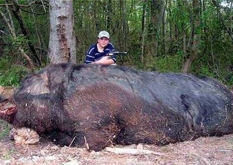 2007 ylnn Mays aynda Alabama'da ekilen bu fotorafta, Jamison Stone isimli 11 yandaki bir ocuk tarafndan vurulan 477 kg arlnda ve 2.84 cm uzunluundaki dev domuz grlyor. Jamison Stone bu dev domuzu Smith- Wesson 500 tfeiyle avlamtr.