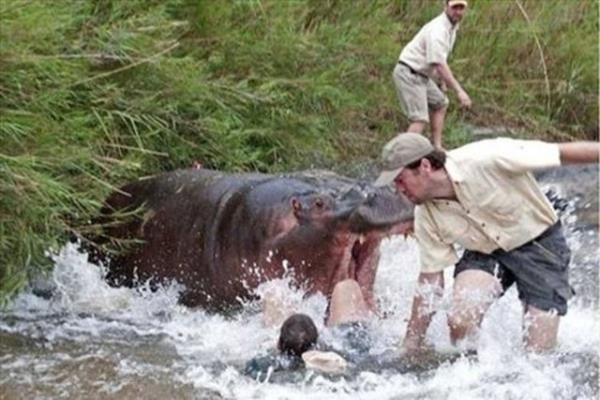 Gney Afrika?da bir grup veteriner Kruger Ulusal Park?nda faciann eiinden dnd. Milli parkta grev yapan veteriner Dr Markus Hofmeyr, nehir kysnda yaayan su aygrna uyutucu verdi.