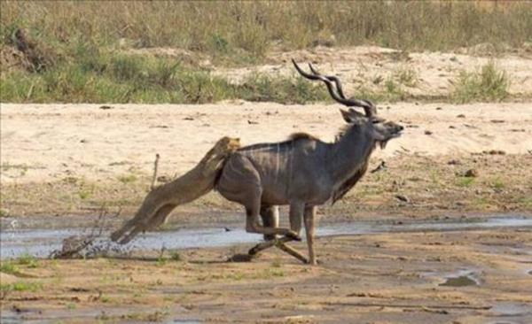 yice yaklaan aslan bir anda Antilobun zerine atlad.