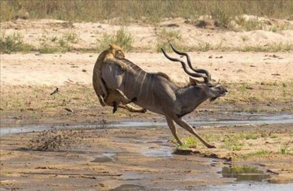 Avna adeta arkadan yapan aslan antilobun hzn kesti.