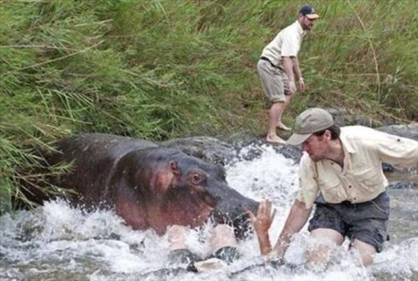 Aniden uyanan hayvan, dengesini kaybedip suya den Doktor Markus Hofmeyr?a saldrd. Hofmeyr arkadalar tarafndan kurtarld.