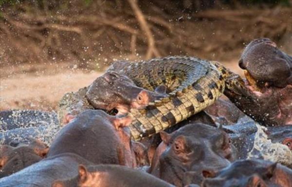 Bir su aygr srs iindeki yavruyu gzne kestiren timsah, kestirme olarak dier su aygrlarnn zerinde yryerek avna yaklamaya balad. Ancak kzgn su aygrlar, timsaha bu ans tanmad.