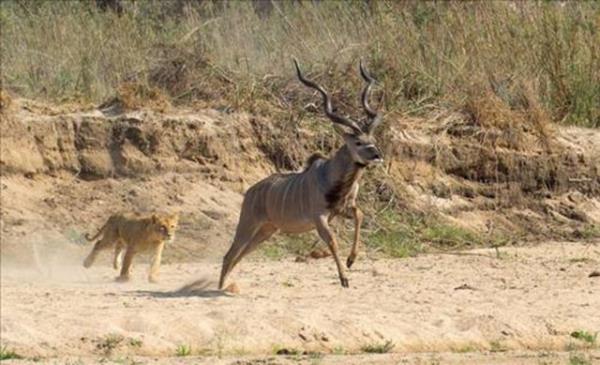 Gney Afrika'da MalaMala rezerv alannda aslan srsyle karlaan bir antilop hzla oradan uzaklamaya alt.
