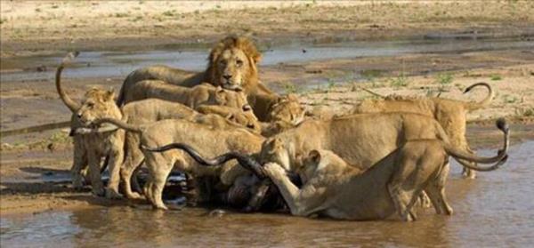 Dier aslanlar da dii aslana yardm ederek antilobu avlad.