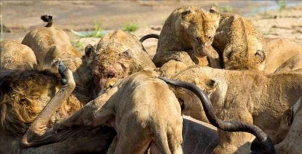 Yaban hayat fotorafs Gary Hill bu anlar saniye saniye grntledi.