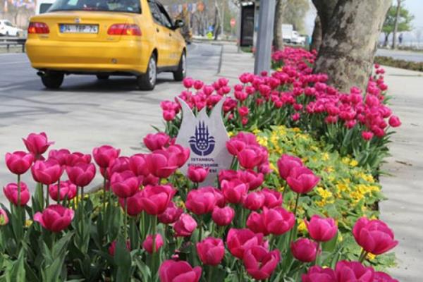 <p><b>7.Laleler</b></p>  Srekli dikilip sklen sonra tekrar dikilen laleler ve onlar dikenler adeta bir trafik lambas, yol iareti gibi yollarn bir paras olarak benimsenmitir.