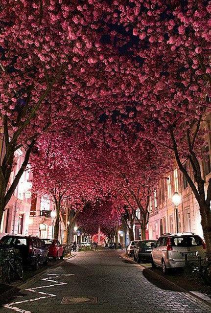 7. Sakura Aalaryla kapl bu sokak Almanya, Bonn'dan