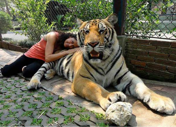 Kedigillerin en byk eleman olan kaplanlarn 550 kiloya kadar kan bireyleri mevcut.