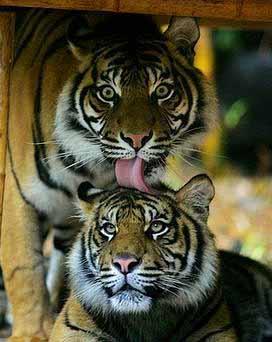 Kaplanlarn salyas mikroorganizmalarn oalmasn engelleyen ahane antiseptik svdr.