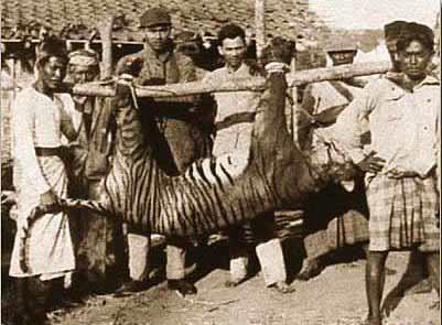 Bali kaplan srf nesli tkensin diye bilerek ldrlyordu.