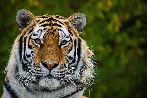 Dier kedigillere gre daha paylamcdrlar.