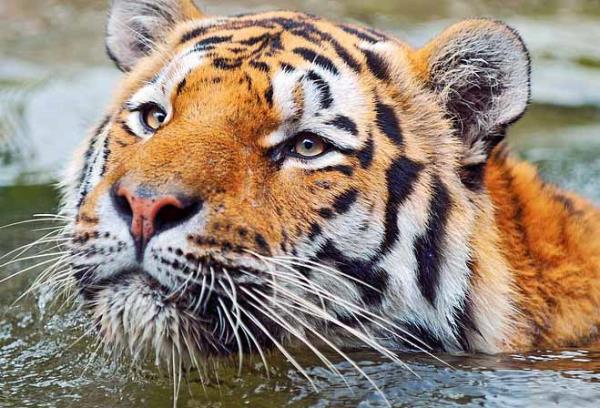 Avlarn ekmek iin dier hayvanlarn arlarn taklit edebilirler.