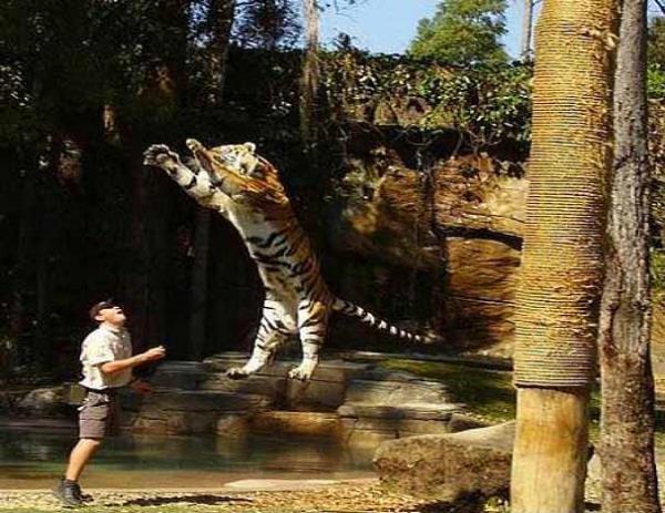 Kaplanlar 6 metrenin stnde ileriye zplayabilirler. Zpladklarnda 5 metre yksee kadar da kabilirler.