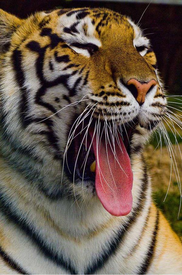 Ptrl dilleri neredeyse zmpara gibidir, et yerken etin ayrmasna yardmc olur.