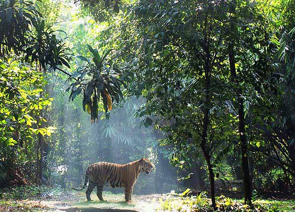 Kaplanlar yalnz yaayan cool hayvanlardr.