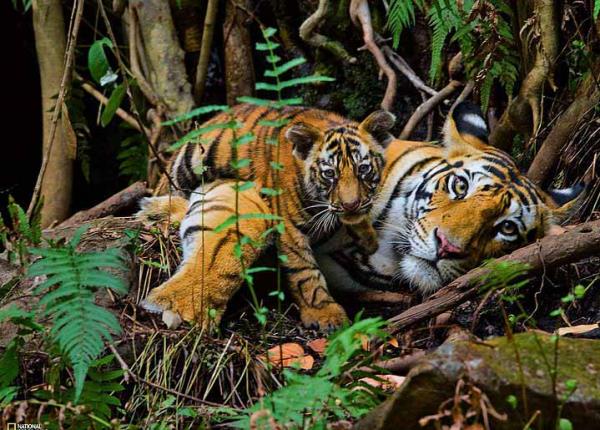 80 yl ncesine kadar 9 tr kaplan vard, u an bu say 6.