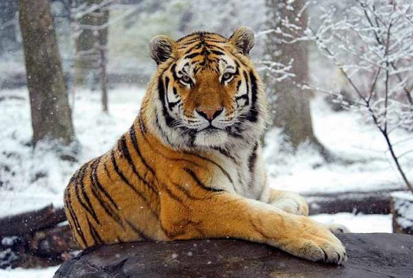 300 gramdan ar beyinleri vardr.